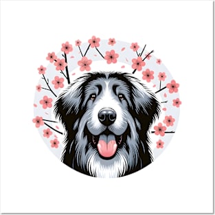 Bergamasco Sheepdog Revels in Spring's Cherry Blossoms Radiance Posters and Art